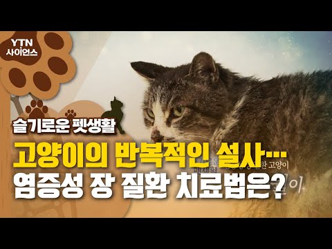 [슬기로운 펫생활] 고양이의 반복적인 설사…염증성 장 질환 치료법은?  / YTN 사이언스