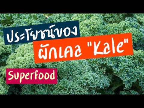 ผักเคล (Kale) Superfood | ประโยชน์ของผักเคล | ผักเคลมีประโยชน์อะไรบ้าง? | ผักเคลทำอะไรกินได้บ้าง?