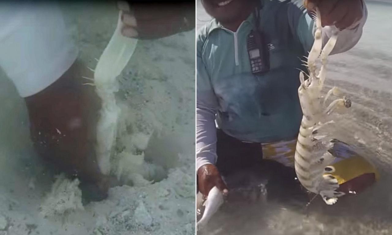 Christmas Island Fisherman Catch 'Thumb Splitters' With Their Bare Hands |  Daily Mail Online