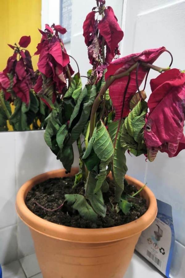 Why Is My Poinsettia Drooping? (And Heres' How To Fix) - Garden For Indoor