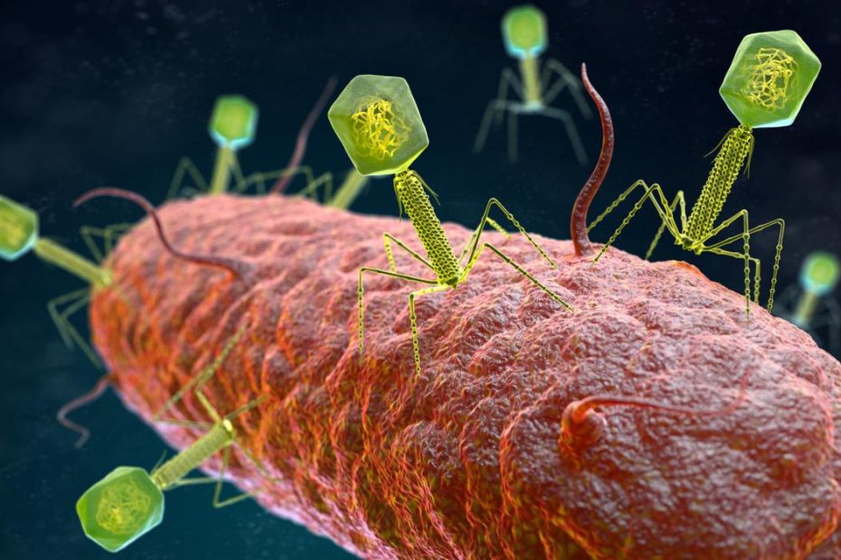 Introducing 'Good' Viruses: The Bacteriophage