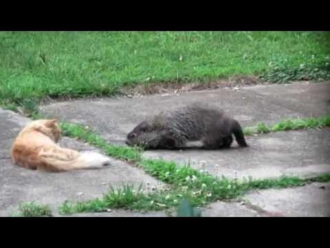 Groundhog Vs. Cat - Youtube