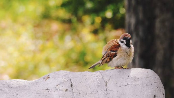 Could A Sparrow Be Caged Like A House Bird? - Quora