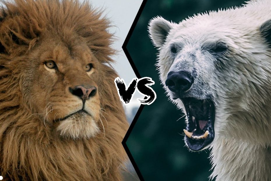 Barbary Lion Vs Polar Bear - What Would Happen If They Fought? - Youtube