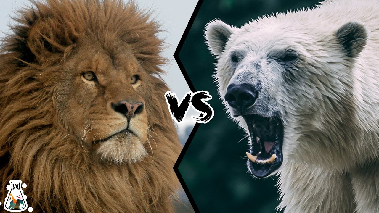 Barbary Lion Vs Polar Bear - What Would Happen If They Fought? - Youtube