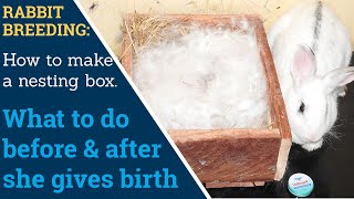 How To Make A Rabbit Nesting Box And What To Do Before & After The Rabbit  Gives Birth (Kindles) - Youtube