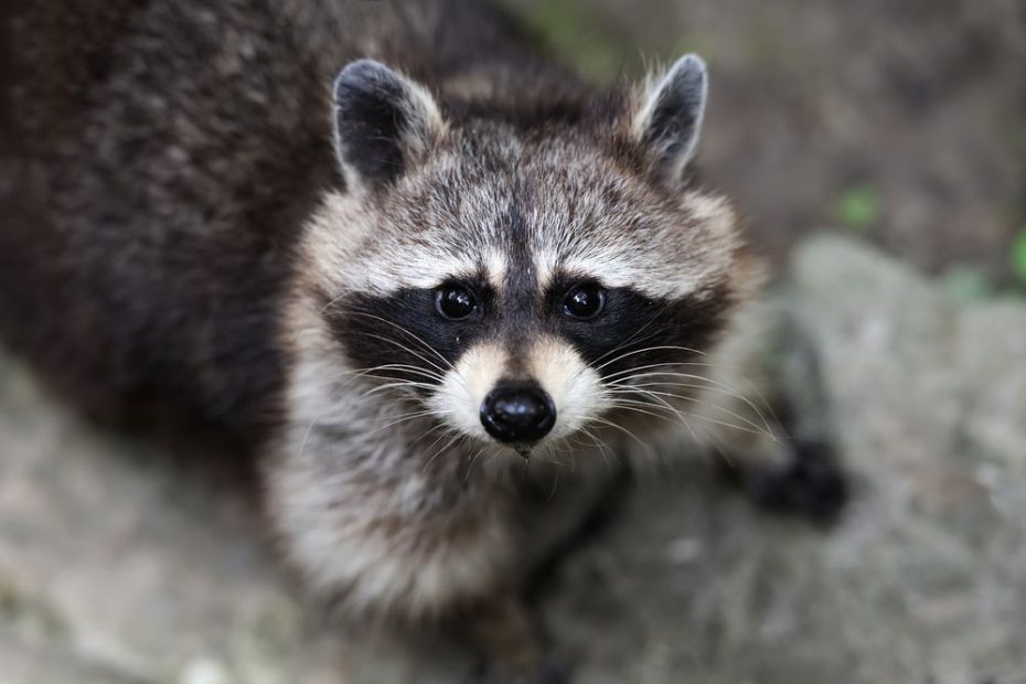 Would This Cute Raccoon Drown Your Dog?