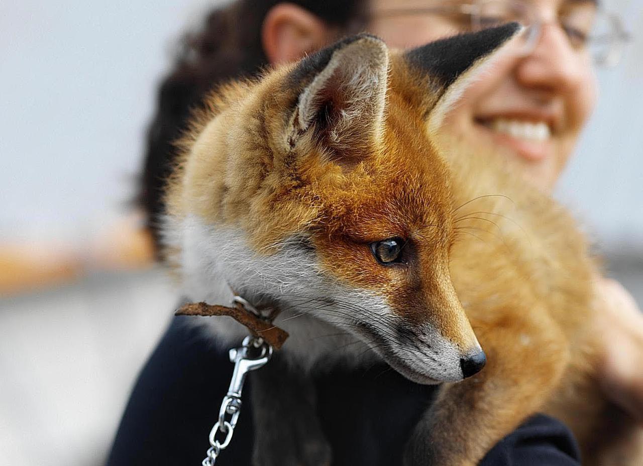Fox Species That Can Be Pets